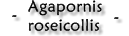A.roseicollis