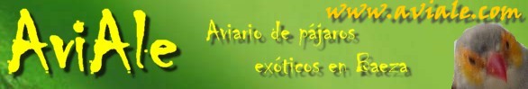 banner 2006 Aviale